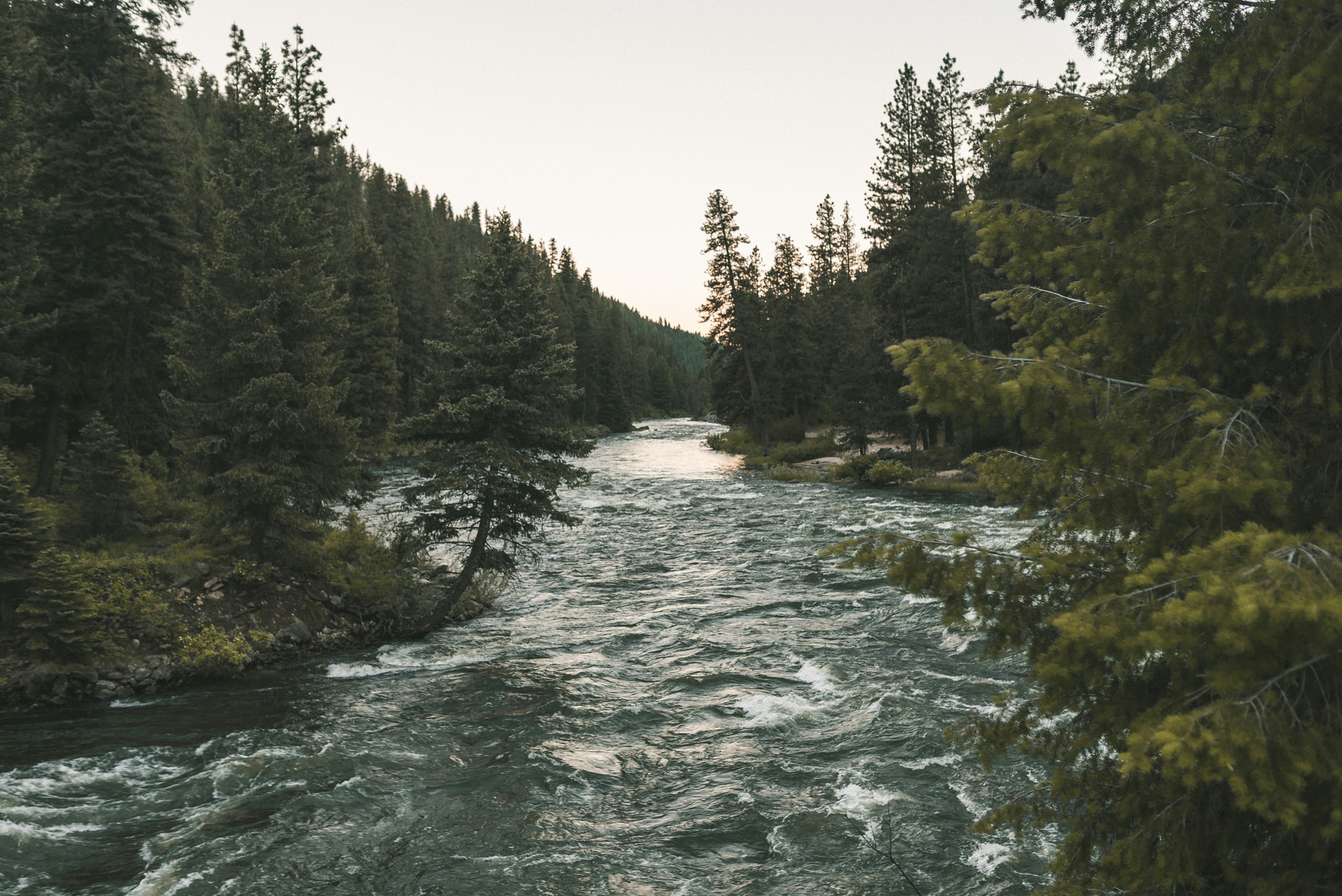 A river winding through evergreen trees in Idaho.